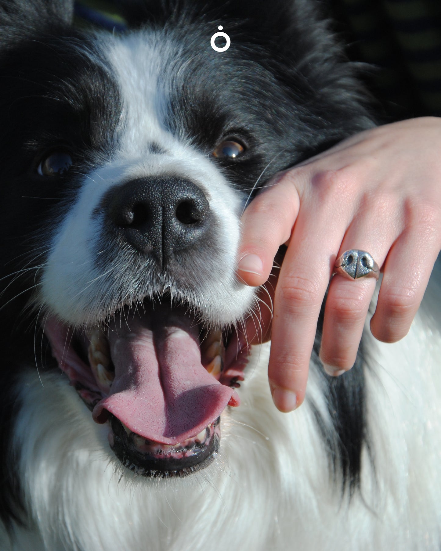 Anello Naso Cane